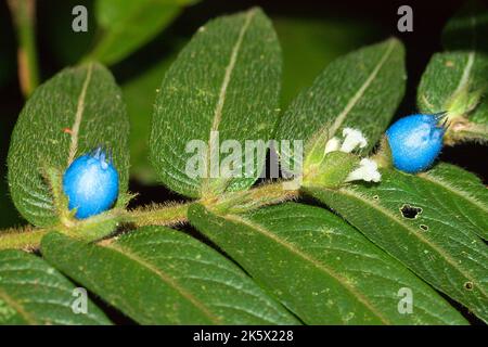 Kleinblättrige Lasianthus (Lasianthus attenuatus) blühen mit blauen Früchten und weißer Blüte im tropischen Regenwald in Borneo, Brunei Stockfoto