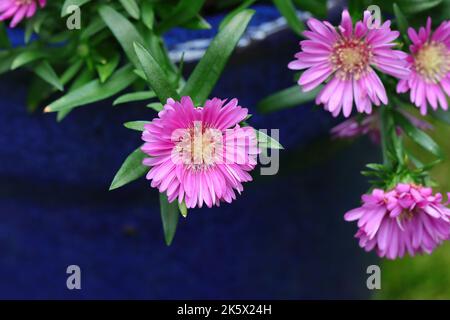 Nahaufnahme der hübschen Aster novi belgii Blumen in einem blauen Blumentopf, Kopierraum, Seitenansicht Stockfoto