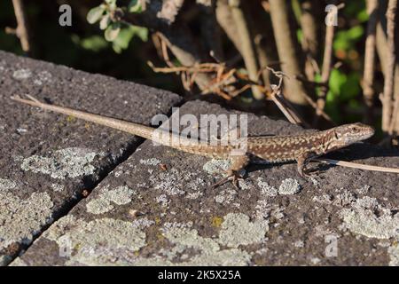Die gemeine Mauereidechse, Europäische Mauereidechse (Podarcis muralis) in einem natürlichen Lebensraum Stockfoto