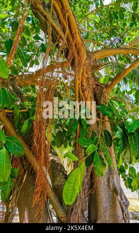 Riesiger wunderschöner Ficus maxima Feigenbaum in Playa del Carmen Quintana Roo Mexiko. Stockfoto