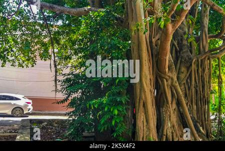 Riesiger wunderschöner Ficus maxima Feigenbaum in Playa del Carmen Quintana Roo Mexiko. Stockfoto