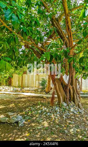 Riesiger wunderschöner Ficus maxima Feigenbaum in Playa del Carmen Quintana Roo Mexiko. Stockfoto