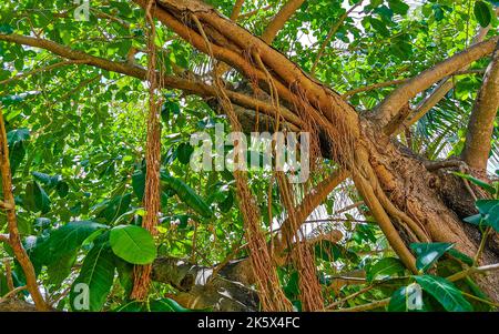 Riesiger wunderschöner Ficus maxima Feigenbaum in Playa del Carmen Quintana Roo Mexiko. Stockfoto