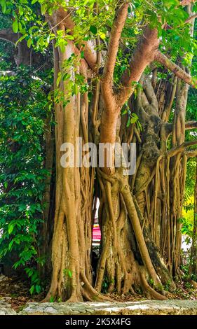 Riesiger wunderschöner Ficus maxima Feigenbaum in Playa del Carmen Quintana Roo Mexiko. Stockfoto