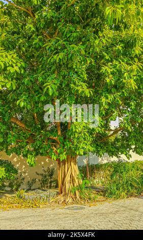 Riesiger wunderschöner Ficus maxima Feigenbaum in Playa del Carmen Quintana Roo Mexiko. Stockfoto