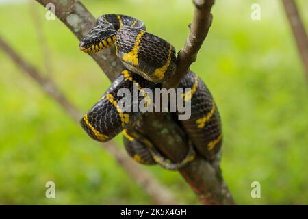 Boiga dendrophila, allgemein Mangrovenschlange oder goldberingte Katzenschlange auf Wildtieren genannt Stockfoto