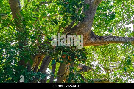 Riesiger wunderschöner Ficus maxima Feigenbaum in Playa del Carmen Quintana Roo Mexiko. Stockfoto