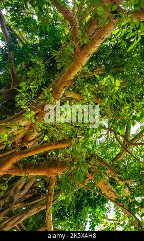 Riesiger wunderschöner Ficus maxima Feigenbaum in Playa del Carmen Quintana Roo Mexiko. Stockfoto