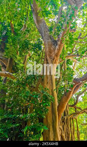 Riesiger wunderschöner Ficus maxima Feigenbaum in Playa del Carmen Quintana Roo Mexiko. Stockfoto