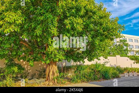 Riesiger wunderschöner Ficus maxima Feigenbaum in Playa del Carmen Quintana Roo Mexiko. Stockfoto