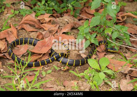 Boiga dendrophila, allgemein Mangrovenschlange oder goldberingte Katzenschlange auf Wildtieren genannt Stockfoto