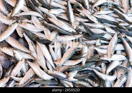 Frisch Gefangene Sardinen, Sardina pilchardus, auch bekannt als Europäische Pilchard, zum Verkauf an einem Marktstand Stockfoto