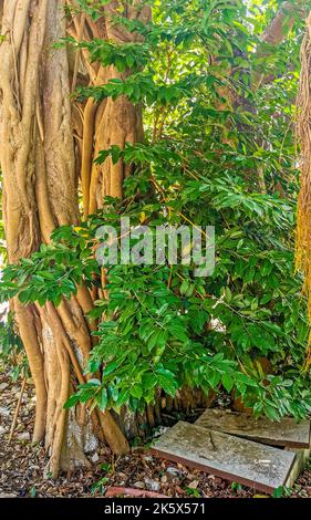 Riesiger wunderschöner Ficus maxima Feigenbaum in Playa del Carmen Quintana Roo Mexiko. Stockfoto