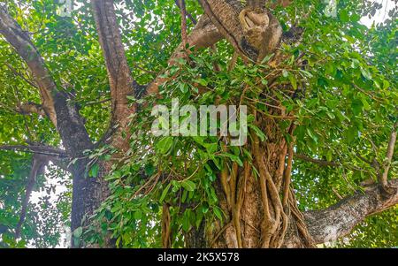 Riesiger wunderschöner Ficus maxima Feigenbaum in Playa del Carmen Quintana Roo Mexiko. Stockfoto