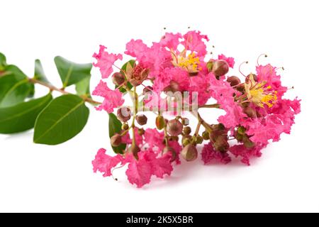 Krabbenmyrtenblumen isoliert auf weißem Hintergrund Stockfoto