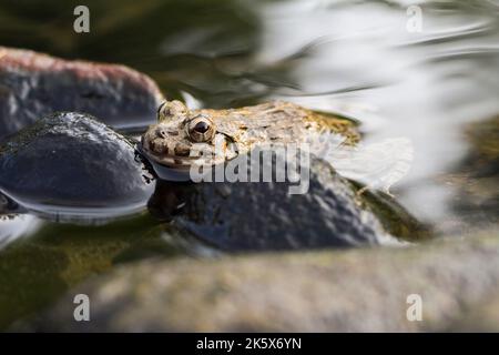 Krabben essen Frosch oder Mangrovenfrosch Fejervarya cancrivora auf dem Fluss Tierwelt Stockfoto