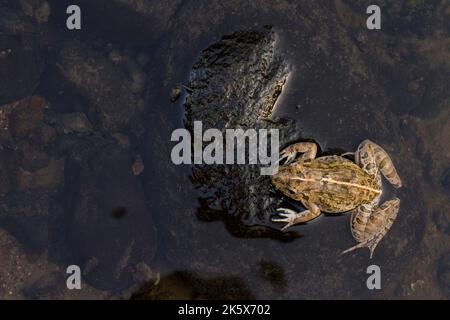 Krabben essen Frosch oder Mangrovenfrosch Fejervarya cancrivora auf dem Fluss Tierwelt Stockfoto