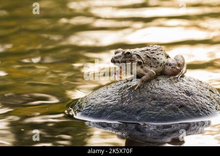 Krabben essen Frosch oder Mangrovenfrosch Fejervarya cancrivora auf dem Fluss Tierwelt Stockfoto