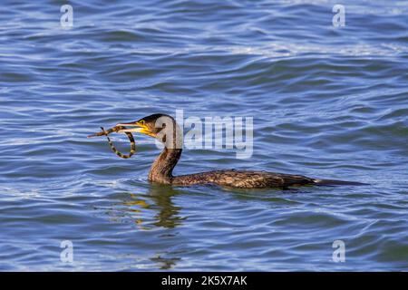 Der Kormoran (Phalacrocorax carbo) schwimmt entlang der Nordseeküste mit gefangenem Seeräuber (Syngnathus acus) im Schnabel Stockfoto