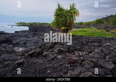 Schwarzer Lavastein und Küste an der Alahaka Bucht entlang des Ala Kahakai National Historic Trail südlich von kona hawaii Stockfoto