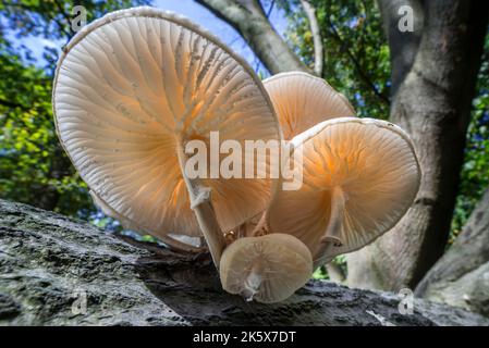 Porzellanpilz (Oudemansiella mucida) Pilze wachsen im Herbst/Herbst auf gefallenen Baumstämmen im Wald und zeigen Kiemen an der Unterseite Stockfoto