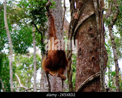 Junger Borneo-Orang-Utan, der in den Bäumen des Semenggo-Naturschutzgebietes vor Kuching, Sarawak, Insel Borneo, Malaysia, isst Stockfoto