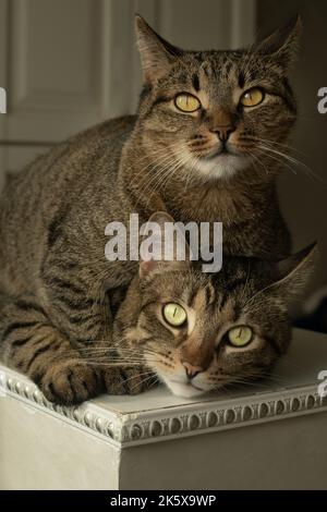Nahaufnahme von zwei Katzen, die übereinander liegen Stockfoto
