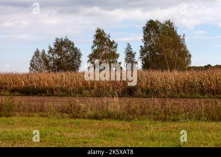 Schöne Landschaft auf dem Land an einem sonnigen Oktobertag. Polen Stockfoto