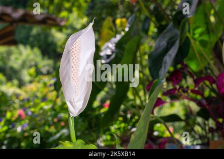 Weiße blühende Pflanze, die allgemein als Wiege der moises bekannt ist. Spathiphyllum ist eine Gattung blühender Pflanzen aus der Familie der Araceae. Sie sind ein langfristiger Plan Stockfoto