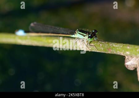 Weibliche Blauschwanzdamselfly oder gemeiner Blauschwanz (Ischnura elegans) Stockfoto