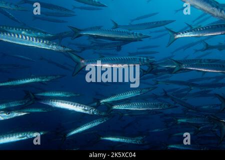 Yellowmouth barracuda oder gelber Barracuda (Sphyraena viridensis) im Mittelmeer Stockfoto