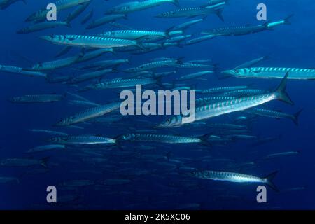 Yellowmouth barracuda oder gelber Barracuda (Sphyraena viridensis) im Mittelmeer Stockfoto