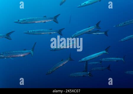 Yellowmouth barracuda oder gelber Barracuda (Sphyraena viridensis) im Mittelmeer Stockfoto