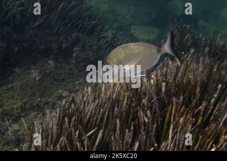Weiße Seebream oder Sargo (diplodus sargus sargus) im Mittelmeer Stockfoto