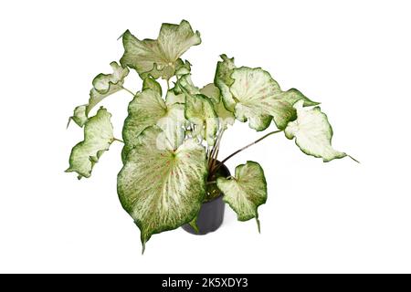 Tropische „Caladium Candyland“-Zimmerpflanze mit wunderschönen weißen und grünen Blättern mit rosa Sommersprossen im Topf auf weißem Hintergrund Stockfoto