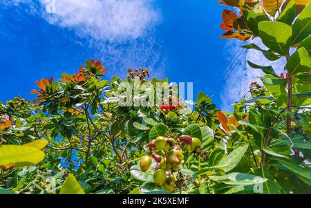 Der Cashew-Baum Anacardium occidentale mit reifen Früchten und Nüssen in Zicatela Puerto Escondido Oaxaca in Mexiko. Stockfoto