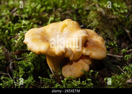 Leuchtend orange Pfifferlinge Pilze unter dem Moos auf dem Boden im Wald Stockfoto