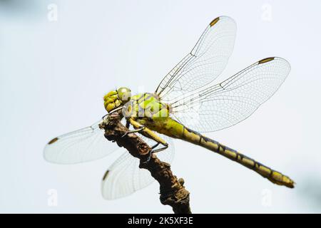 Große grüne Libelle weibliche grüne Schnecke (Ophiogomphus cecilia) auf einem trockenen Zweig gegen den Himmel Stockfoto