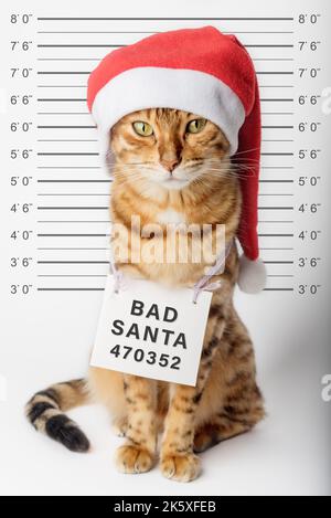 Nette Katze als weihnachtsmann im Gefängnis. Bad santa. Stockfoto