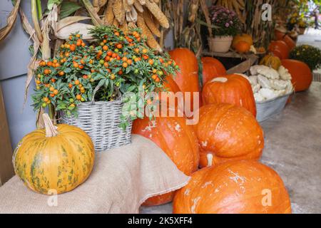 Halloween und Thanksgiving Herbstdeko mit großen Kürbissen, roten Beeren und Herbstblumen in Körben. Vintage-Style. Selektiver Fokus, Urlaubskonzept Stockfoto