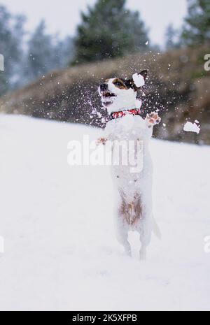 Hund, der im Schnee spielt, um Schneebälle zu fangen Stockfoto