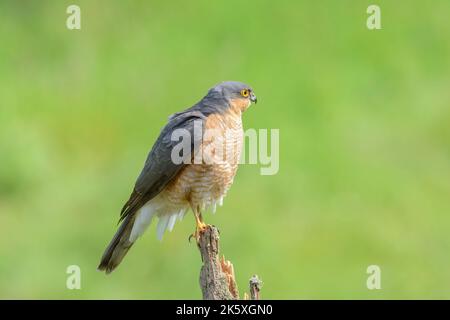 Sperling-Habicht, Accipiter Nisus, auf einem gebrochenen Zaunpfosten, seitlich zu sehen Stockfoto