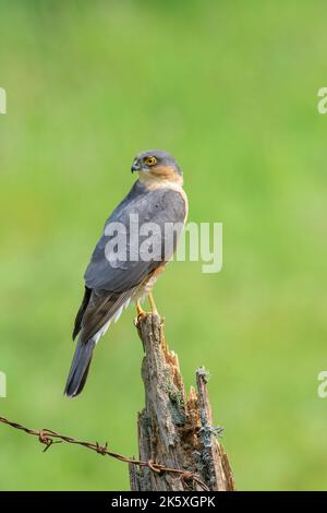 Sperling-Falke, Accipiter Nisus, auf einem gebrochenen Zaunpfosten, seitlich zu sehen, Kopf nach hinten gedreht Stockfoto