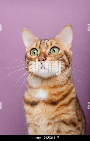 Reinrassige Katze auf blauem Hintergrund. Die Katze ist isoliert. Porträt einer bengalischen Katze. Stockfoto