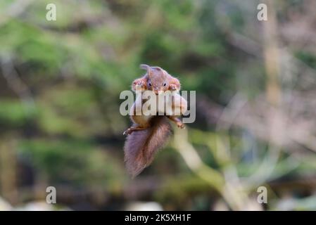 Rotes Eichhörnchen, Sciurus vulgaris, springt in der Luft, frontale Ansicht Stockfoto