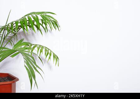 Dekorative Areca-Palme in der Nähe der weißen Wand. Grüne Pflanzen sind nicht zu Hause. Eco Life. Auffrischung der Luft. Gartenarbeit im Innenbereich. Stockfoto