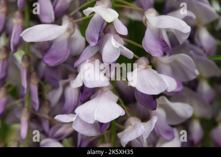 Zarte lila Blüten von amerikanischer Glyzinie (Wisteria frutescens) aus nächster Nähe Stockfoto