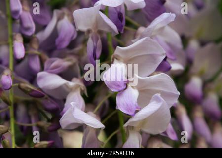 Zarte lila Blüten von amerikanischer Glyzinie (Wisteria frutescens) aus nächster Nähe Stockfoto