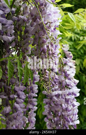 Zarte lila Blüten von amerikanischer Glyzinie (Wisteria frutescens) aus nächster Nähe Stockfoto