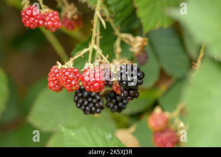 Rote und schwarze Brombeeren auf dem Busch Stockfoto